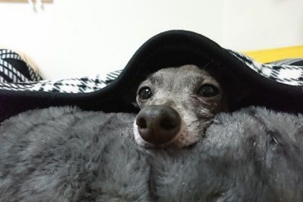 洗濯機の寿命は5年なの こまりーーーーーんこ