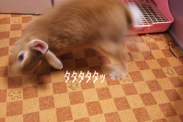 ぺろぺろうさぎぷうの部屋 カクカク