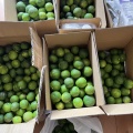 晩夏に有機スダチ酵素　ご予約開始！