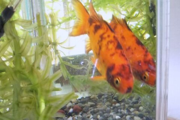 出来たをさがそ 金魚