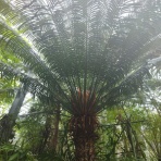 ユーフォルビア・オベサ・ドットコム