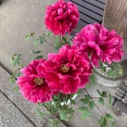 �������θ����衡���������߲�ð