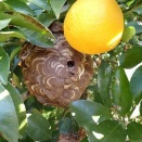 スズメバチの巣