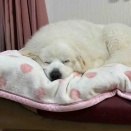 ジニーはフカフカ洗いたての毛布が好き❤️