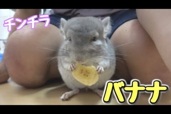 急上昇 最近バナナが好きなんです きょんくま ペット Youtube急上昇速報
