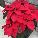 cafe葉花さんで時間調整