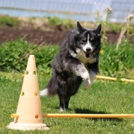 【犬のいる幸せ】明るい陽射しにたんぽぽに♪笑顔がいっぱい春爛漫♪♪