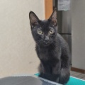 仔猫のねずこちゃんのご紹介と卒業ブログ