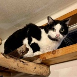 『Muddy Cat 定期便 11/24〜11/29・Muddy Cat 7周年』の画像