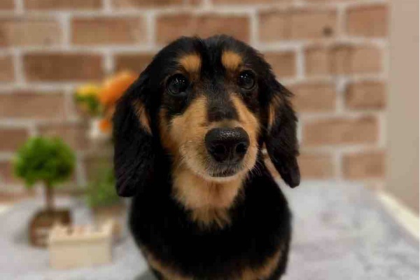 京都 カインズ木津川店ペッツワンコーナースタッフブログ