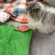 手作り猫ベッドがなかなか完成しない理由