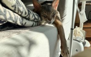 人間みたいな寝相のねこ