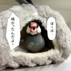 ブンチョ日誌