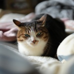 ねことアパートと1人暮らし～とらやんとおらと～