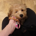 『ワンちゃんネコちゃんと触れ合ってみませんか？』の画像