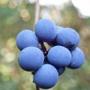 アオツヅラフジの実