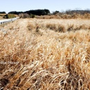 *2026年飯能市の風景*１月#10