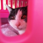 家をさがすのじゃ～～～～