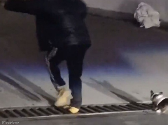 息ぴったり…転ぶタイミングまで似てしまった犬と飼い主