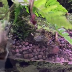 猫吉のサンショウウオ飼育日記