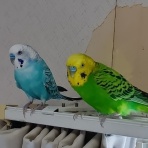 鳥とおばさん