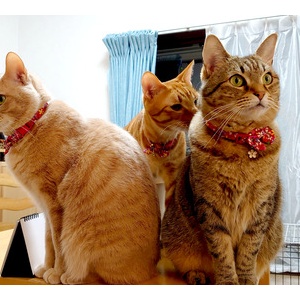 猫がいるだけで120話とシンク対策 : あんこと麦と Powered by