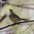 令和6(2024)年3月30日の鳥さん Vol.1　江戸川河川敷で野鳥の観察･撮影 小鳥たちが活発に動き回る!!ノスリも登場!!