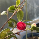 三連休は寒椿が咲き、テニスで締め♪