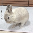 うさぎのルリ(9/27追記)