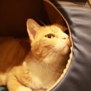 ニオイを嗅ぎたい猫。