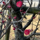 紅梅も咲き始めました