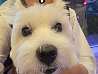 ゆきち、眼科に行く。