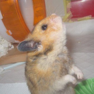 ～うちゅうでいちばんかわいいねずみ～