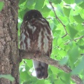 2026天然記念物大銀杏でアオバズクを撮る16🦉📸（足利市鑁阿寺）