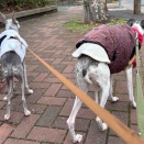 15歳10ヶ月(うちへ来て5411日)