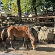 姉と一緒に三島1泊旅行④あぁ 思い出の楽寿園