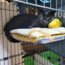 クロスケの引っ越し🏠