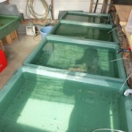 金魚とメダカと・・・blog