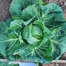 キャベツずらし植え（2025）～ずらし１回目の初収穫と、２・３・４回目は!?～