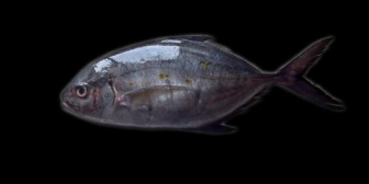 魚捌けないくせに嫁がでかいイナダを丸ごと買ってきたんだが…