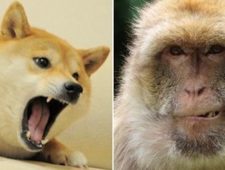 インドで発生した犬猿戦争　ヤクザもドン引きの仁義なき戦いすぎた