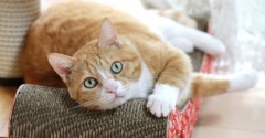 お下がりは大歓迎な猫。
