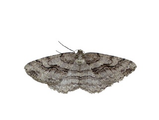 トギレフユエダシャク