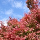 登山（鹿鳴越連山を縦走）