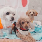 元保護犬 マルチーズとトイプードルの記録♪