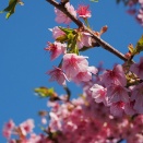 偽装電動アシスト自転車　モペット!?