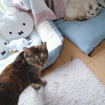 実物のﾈｺﾁｬﾝたちセカンド86