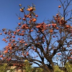 三重県よろずや