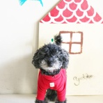 手作り犬服＆犬グッズショップ＊dogstreet号がゆく＊