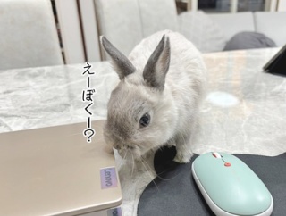 うさぎのルリ(12/18追記)